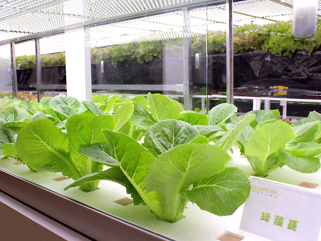 植物照明市場將進入增長期 四個關(guān)鍵點需注意