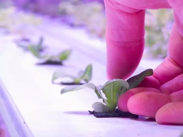 3、LED燈配合水耕技術(shù)在北極圈種菜