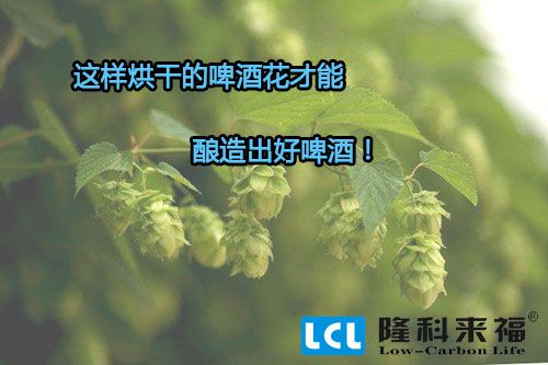 空氣能熱泵烘干的啤酒花才能釀造出好啤酒！
